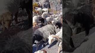 bheda chyangra ko bathan viral sheep shortsfeed [upl. by Ettenim]