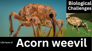 Acorn weevil [upl. by Saimon808]