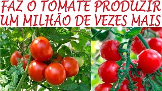 ASSIM O TOMATE PRODUZ MIL VEZES MAIS  ADUBO E DICAS [upl. by Assirek]