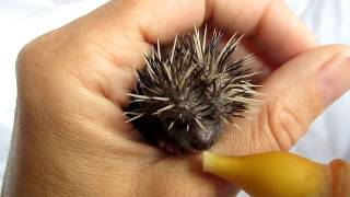 Baby egel een stuiterend grommend bolletje Very funny baby hedgehog [upl. by Notned790]