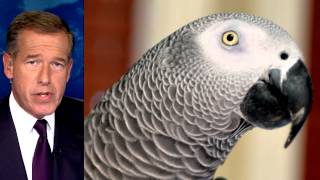 Parrot Missing for Four Years Shows Up Speaking Spanish [upl. by Pittel115]