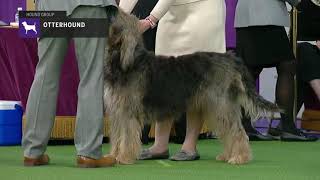 Otterhounds  Breed Judging 2019 [upl. by Fernando]