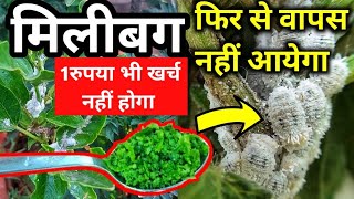 Mealybugs हटाने का सबसे आसान और बेस्ट तरीका Remove mealy bug from any plantMilibug kaise hataye [upl. by Akirdnahs421]