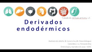 Derivados endodérmicos [upl. by Ajnot]