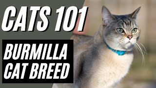 BURMILLA CAT  What to Know BEFORE Getting a Burmilla Cat  Cats 101 [upl. by Snashall]