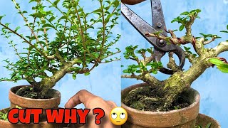 Cut why   Bonsai Tree  Sani Bonsai Zone [upl. by Klump656]