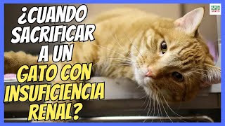 🔴 ¿CUÁNDO SACRIFICAR A UN GATO CON INSUFICIENCIA RENAL 🔴 [upl. by Anilrahc377]