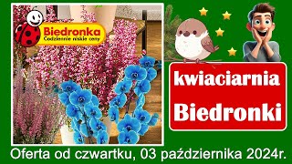 𝐁𝐈𝐄𝐃𝐑𝐎𝐍𝐊𝐀 🐞🌺🌹🌷🌸 Nowa Oferta od Czwartku 03102024  Kwiaciarnia Biedronki  Tanie Kwiaty [upl. by Mendie352]