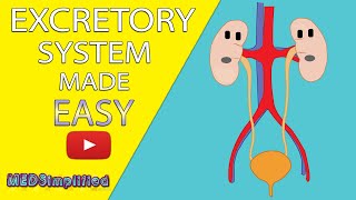 HUMAN EXCRETORY SYSTEM Made Easy  Human Urinary System Simple Lesson [upl. by Enairda]