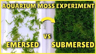 Best Way to Grow Aquarium Moss  Experiment [upl. by Donica234]