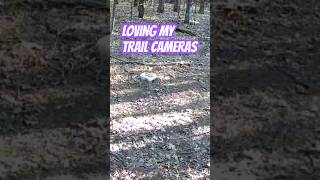 Love these trail cameras huntingseason deer outdoors oors [upl. by Neelyt162]