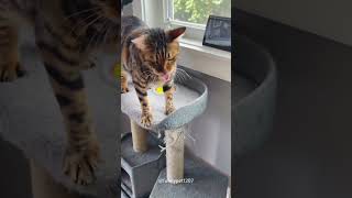 Sniff Roll Repeat Cat Life 😼😸✨funny crazypets funnycat cat crazycat viralvideo [upl. by Cassidy]