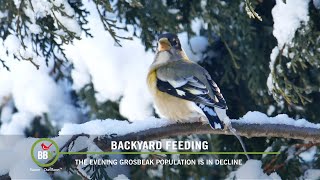 BBN S8E02  Evening Grosbeaks in Decline RedBellied Bullies Tired Woodpeckers European Starling [upl. by Besse]