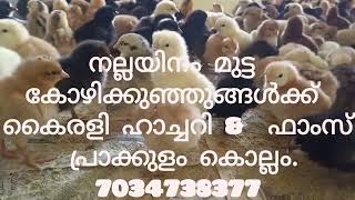 മുട്ടക്കോഴി കുഞ്ഞുങ്ങൾ kairali rainbow sasso kuroiler gramasree freerange farming chicks [upl. by Wrench559]