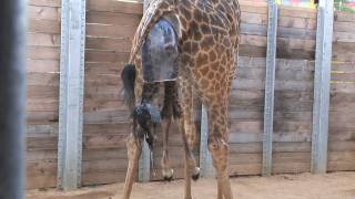 Giraffe Birth Close Up  See Every Step of Asalis Birth at the Houston Zoo [upl. by Idissak663]