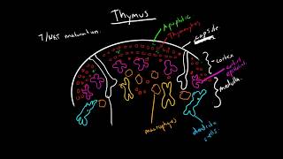 Immunology  Thymus [upl. by Sophie361]