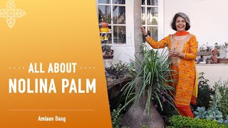 All About Nolina Palm  बेहद आसानी से उगने वाला पौधा नोलीना पाम [upl. by Elleral215]