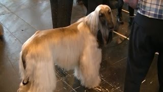 Afghan Hound in Crufts 2017 [upl. by Udell]