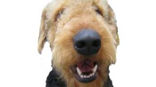 Airedale Puppies  Airedale Terrier Puppies [upl. by Eidassac]