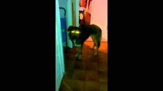 Mass Effect MY DOG IS ASSUMING DIRECT CONTROL [upl. by Mellisa]