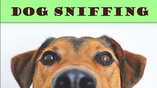 Dog Sniffing Sound Effect [upl. by Eidac]