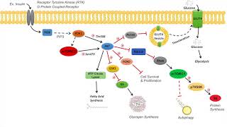 AKT Signaling Pathway  Regulation and Downstream Effects [upl. by Darej]