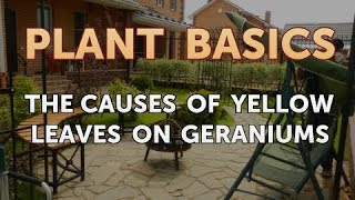 The Causes of Yellow Leaves on Geraniums [upl. by Silda]