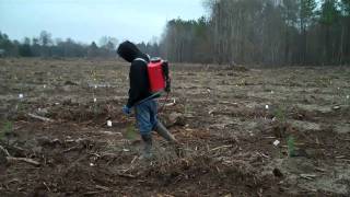 Pine Tip Moth Treatment Greeleyville SC [upl. by Betsey]