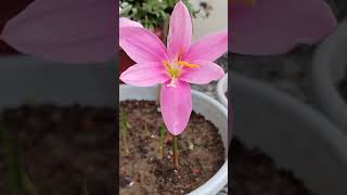 Rain lily flowers rain lily rainlily zephyranthes rainflower garden [upl. by Yeliw]