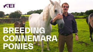 Visiting Cashelbay Connemara Pony Stud  RIDE [upl. by Adnirod790]