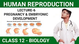 Pregnancy amp Embryonic Development  Human Reproduction l Class 12thNEETCUET neet2024 youtube [upl. by Nyraf55]