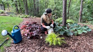 Planting Midnight Reiter Geranium Blood Grass Kent Beauty Oregano amp Hakonechloa All Gold Grass [upl. by Theron]