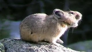 American Pikas Calling Out  Cute Animals in Nature [upl. by Cocke81]