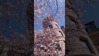 Exploring the American Museum of Natural History in Spring [upl. by Cinamod]