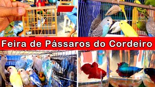 Feira de Pássaros e Gaiolas do Cordeiro 2 passaros criarpassaros feiralivre [upl. by Malas]