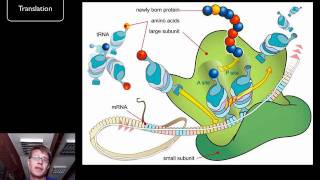 DNA and RNA  Part 2 [upl. by Iraam]