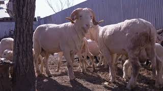 High Breed Merino Sheep The Peers Sheep Farm [upl. by Maleki]