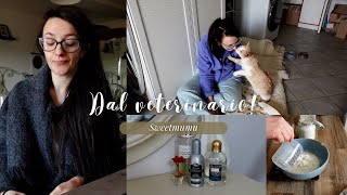 Di corsa dal veterinario Operazioni per Fusillo DAILYVLOG sweetmumufamily [upl. by Marcello85]