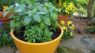 How to Grow Basil [upl. by Kiri]