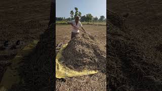 Farmer Life farming agriculturelife agriculture reels trending trendingshorts ytshorts [upl. by Ylrbmik]