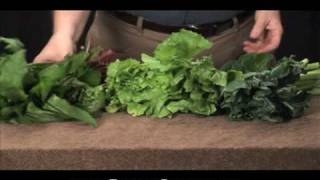 Tortoise Feeding and Nutrition  ReptileChannelcom [upl. by Oni]