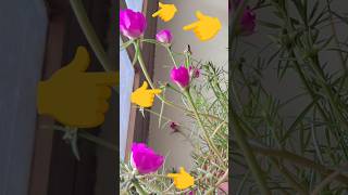 Short educational video sleep movements in the flowers sleepmovement educationalvideo [upl. by Kantor901]