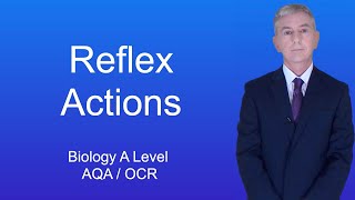 A Level Biology Revision Year 13 quotReflex Actionsquot [upl. by Eanil]