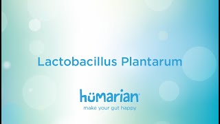 Lactobacillus Plantarum [upl. by Grogan]