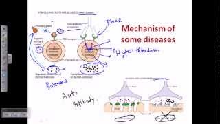 Autoimmunity self immunity [upl. by Weylin500]