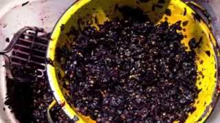 Make wine from grapes A 1 minute How To [upl. by Mycah329]