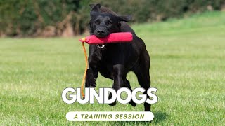 5 Labrador Gundogs group training sessions [upl. by Yekcir]