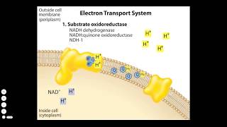 Bacterial Electron Transport Chain [upl. by Lamson351]