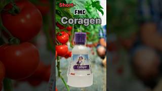 FMC Coragen insecticide  Chlorantraniliprole 185 Sc spraying insecticide agriculture [upl. by Varien404]