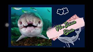 Rare cute sea creatures cute dodo seacreatures sea animals shark fishes [upl. by Reinke]